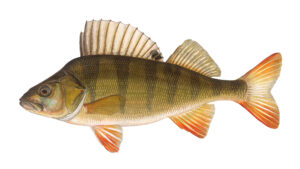 Read more about the article Der Flussbarsch (<em>Perca fluviatilis</em>) wird Fisch des Jahres 2023